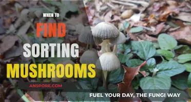Best Time to Find and Sort Wild Mushrooms: A Seasonal Guide