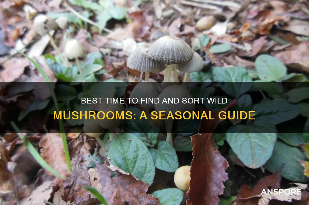 when to find sorting mushrooms