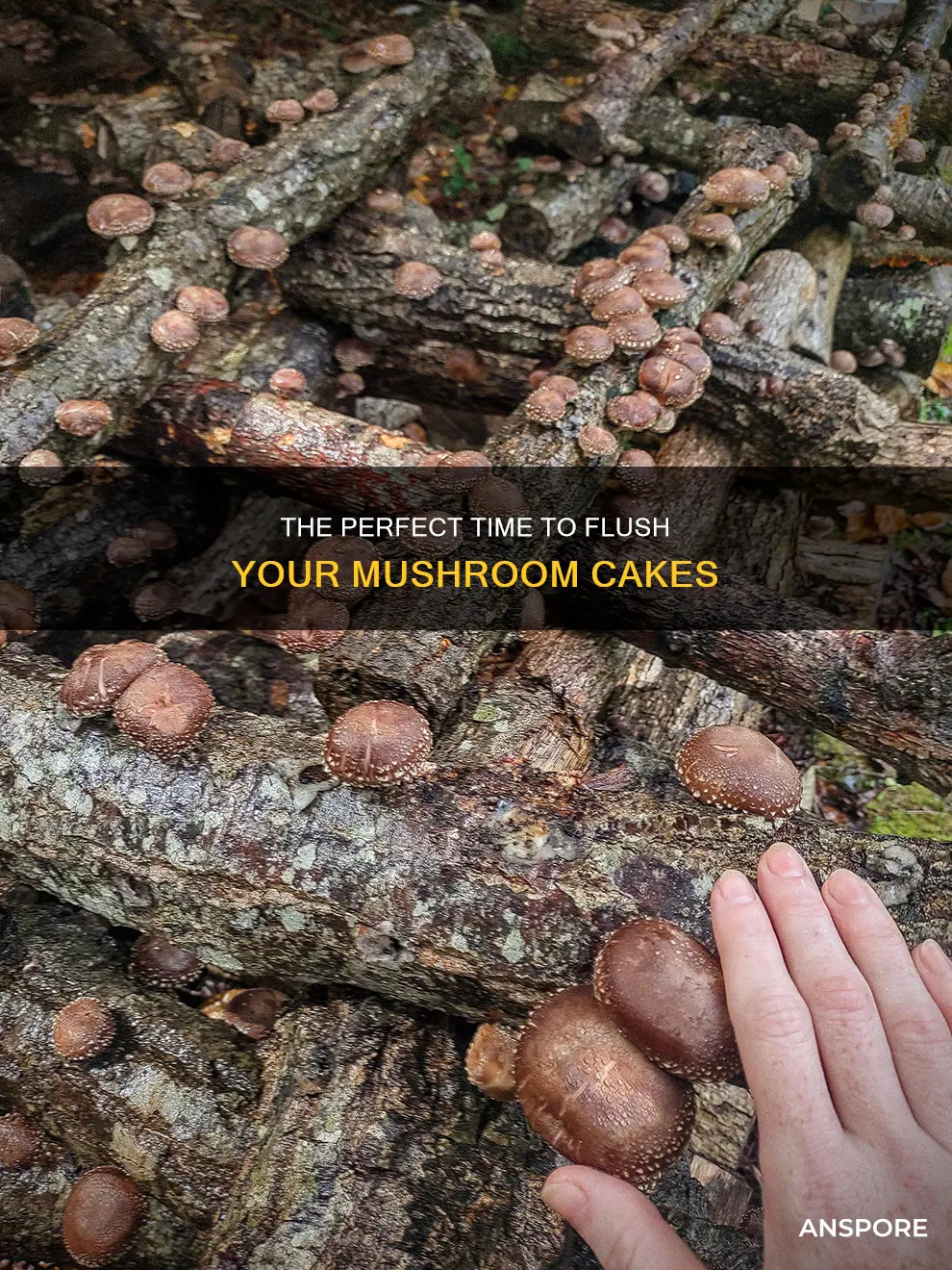 when to flush mushrooms cake