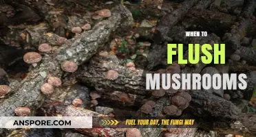The Best Time to Flush Mushrooms