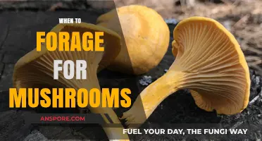 Mushroom Foraging: Best Times and Seasons to Hunt