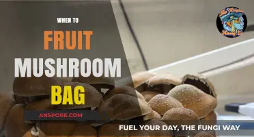 Mushroom Bag Fruiting: Timing for Success