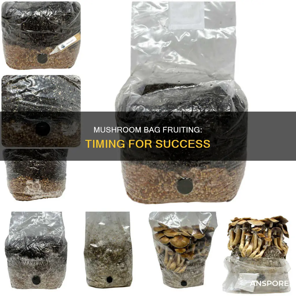 when to fruit mushroom bag