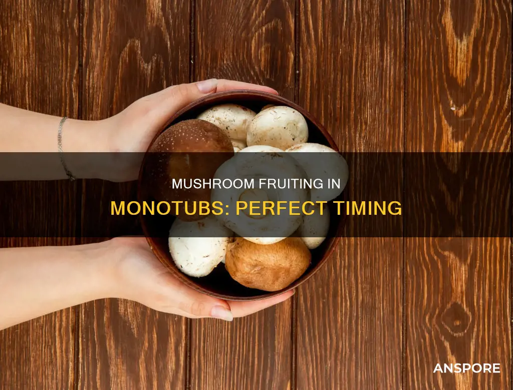 when to fruit mushrooms monotub