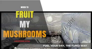 Mushroom Fruiting: Best Times and Practices