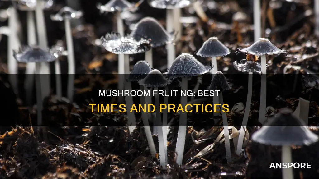when to fruit my mushrooms