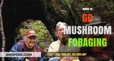 Mushroom Foraging: Best Times and Places to Hunt