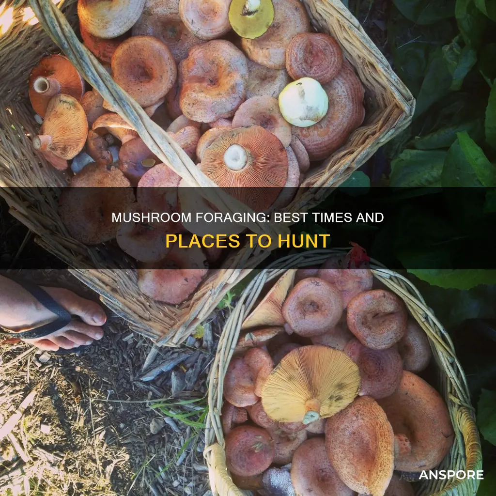 when to go mushroom foraging