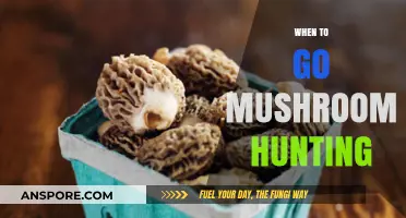 Mushroom Hunting: Best Times and Places to Forage