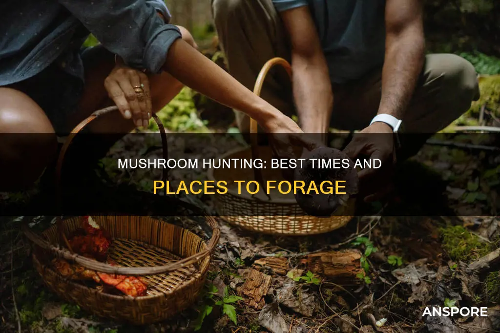 when to go mushroom hunting