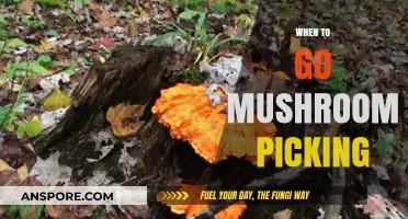 Mushroom Picking: Best Times and Seasons to Forage