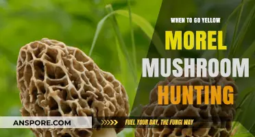 Best Timing for Yellow Morel Mushroom Hunting: A Seasonal Guide