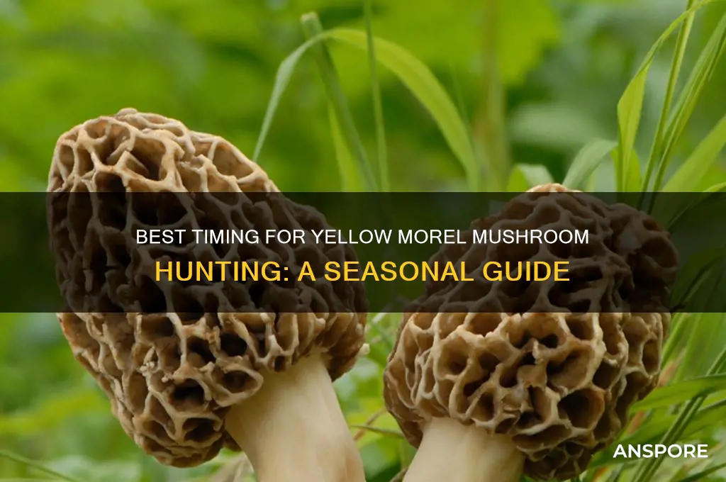 when to go yellow morel mushroom hunting
