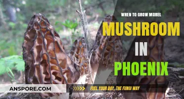 Growing Morel Mushrooms in Phoenix: Best Timing and Tips