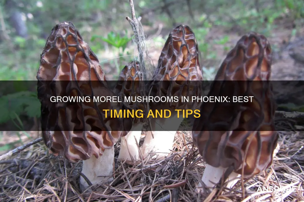 when to grow morel mushrooms in phoenix