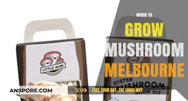 Melbourne's Mushroom Growing Guide: Optimal Timing for Bountiful Harvests