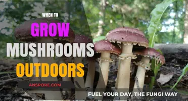 Optimal Timing for Outdoor Mushroom Cultivation: A Seasonal Guide