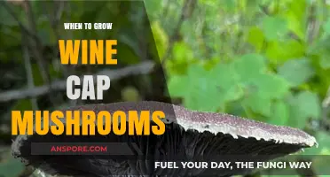 Optimal Timing for Growing Wine Cap Mushrooms: A Seasonal Guide