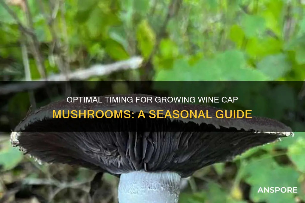 when to grow wine cap mushrooms