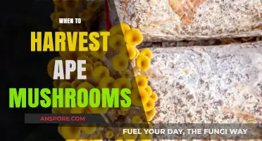 Best Time to Harvest Ape Mushrooms