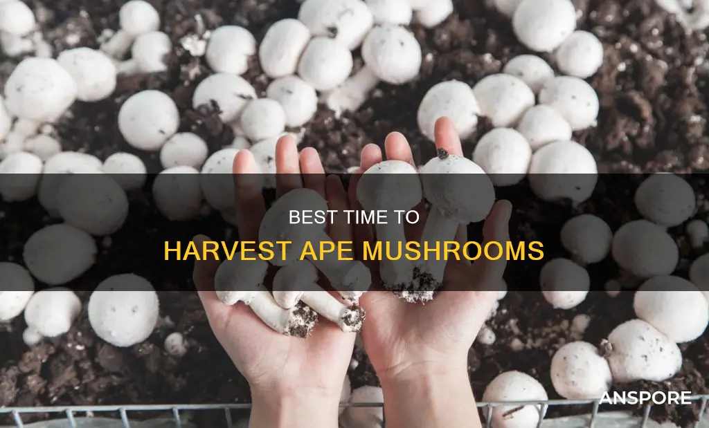 when to harvest ape mushrooms