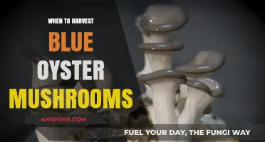 Perfect Timing: Harvesting Blue Oyster Mushrooms for Optimal Flavor and Yield