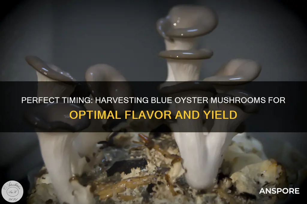 when to harvest blue oyster mushrooms