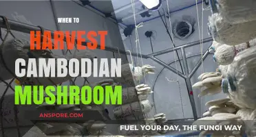 Harvesting Cambodian Mushrooms: The Perfect Timing