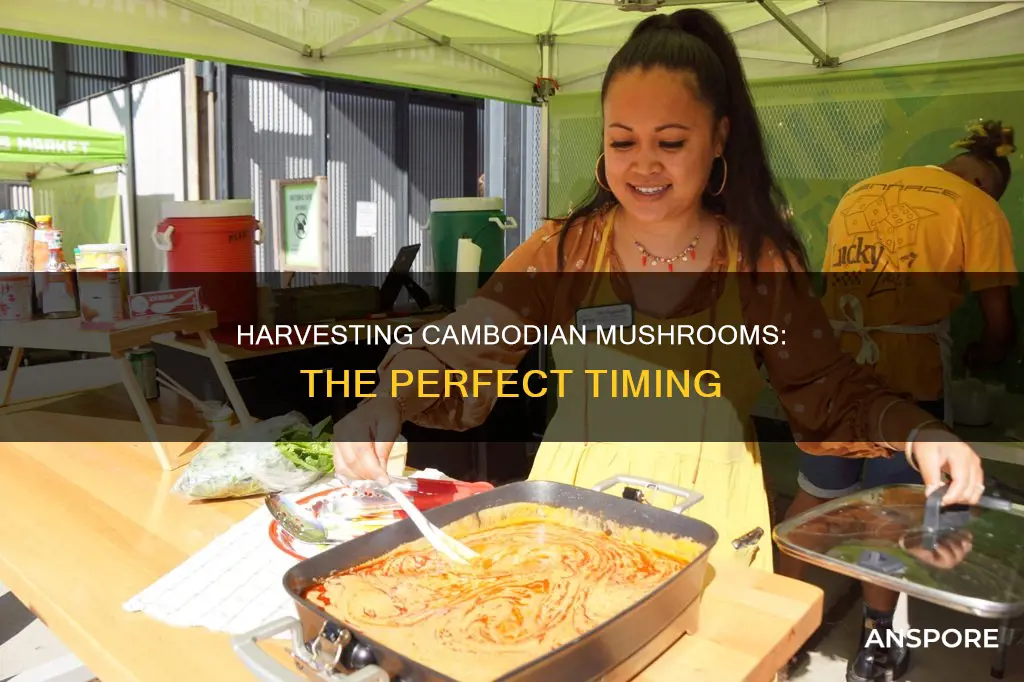 when to harvest cambodian mushroom
