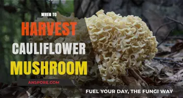 Cauliflower Mushroom Harvest: Timing and Tips