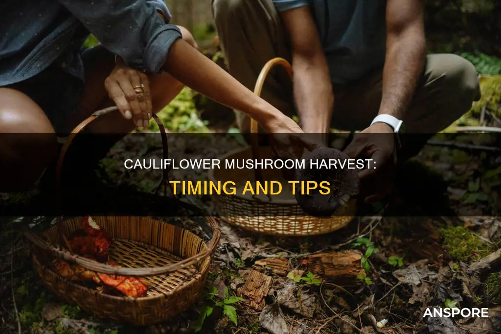 when to harvest cauliflower mushroom