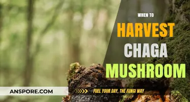 Best Time to Harvest Chaga Mushrooms for Maximum Benefits