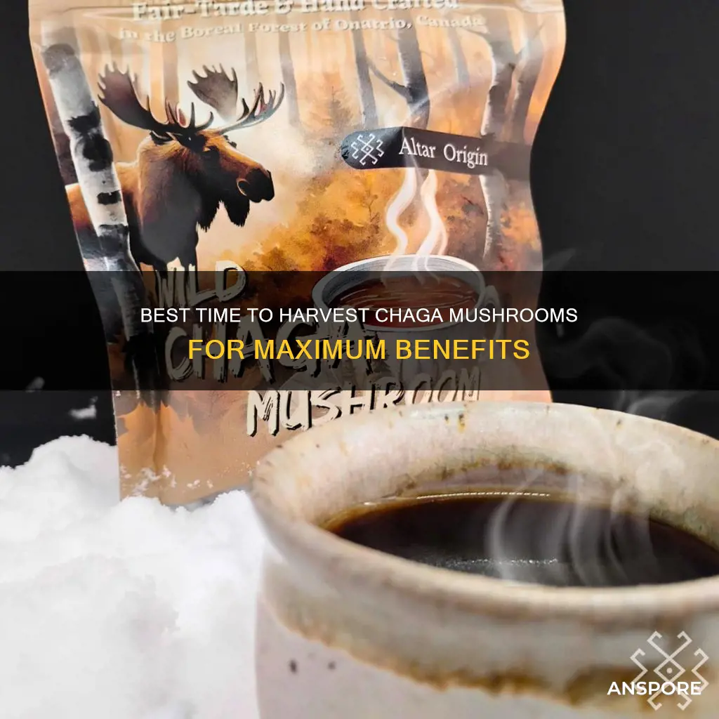 when to harvest chaga mushroom