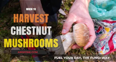 Harvesting Chestnut Mushrooms: The Perfect Timing