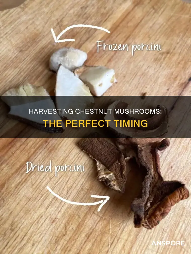when to harvest chestnut mushrooms