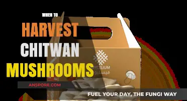 Harvesting Chitwan Mushrooms: The Perfect Timing
