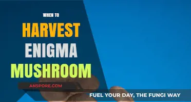 Best Time to Harvest the Enigma Mushroom
