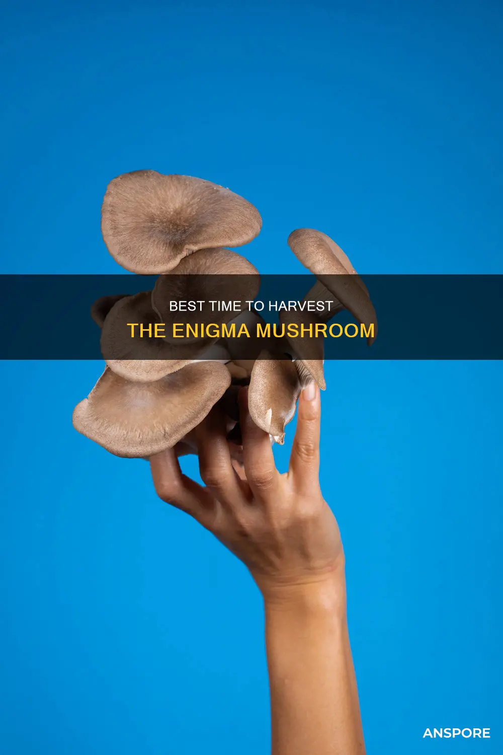 when to harvest enigma mushroom