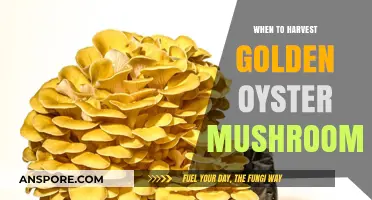 Perfect Timing: Harvesting Golden Oyster Mushrooms for Optimal Flavor and Yield