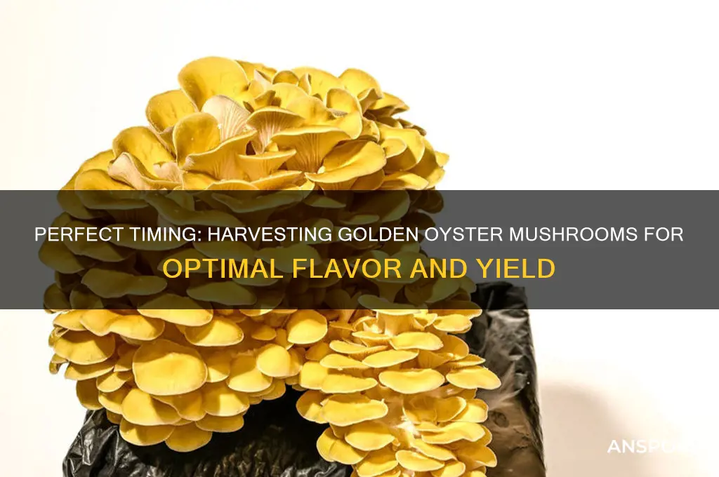 when to harvest golden oyster mushrooms