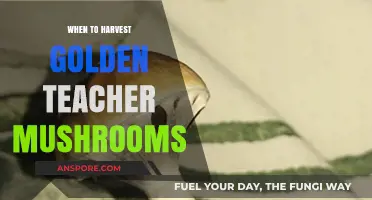 Perfect Timing: Harvesting Golden Teacher Mushrooms for Optimal Results