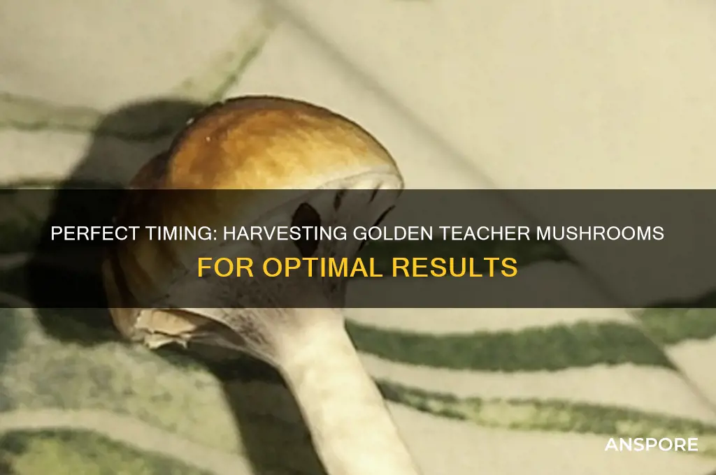 when to harvest golden teacher mushrooms