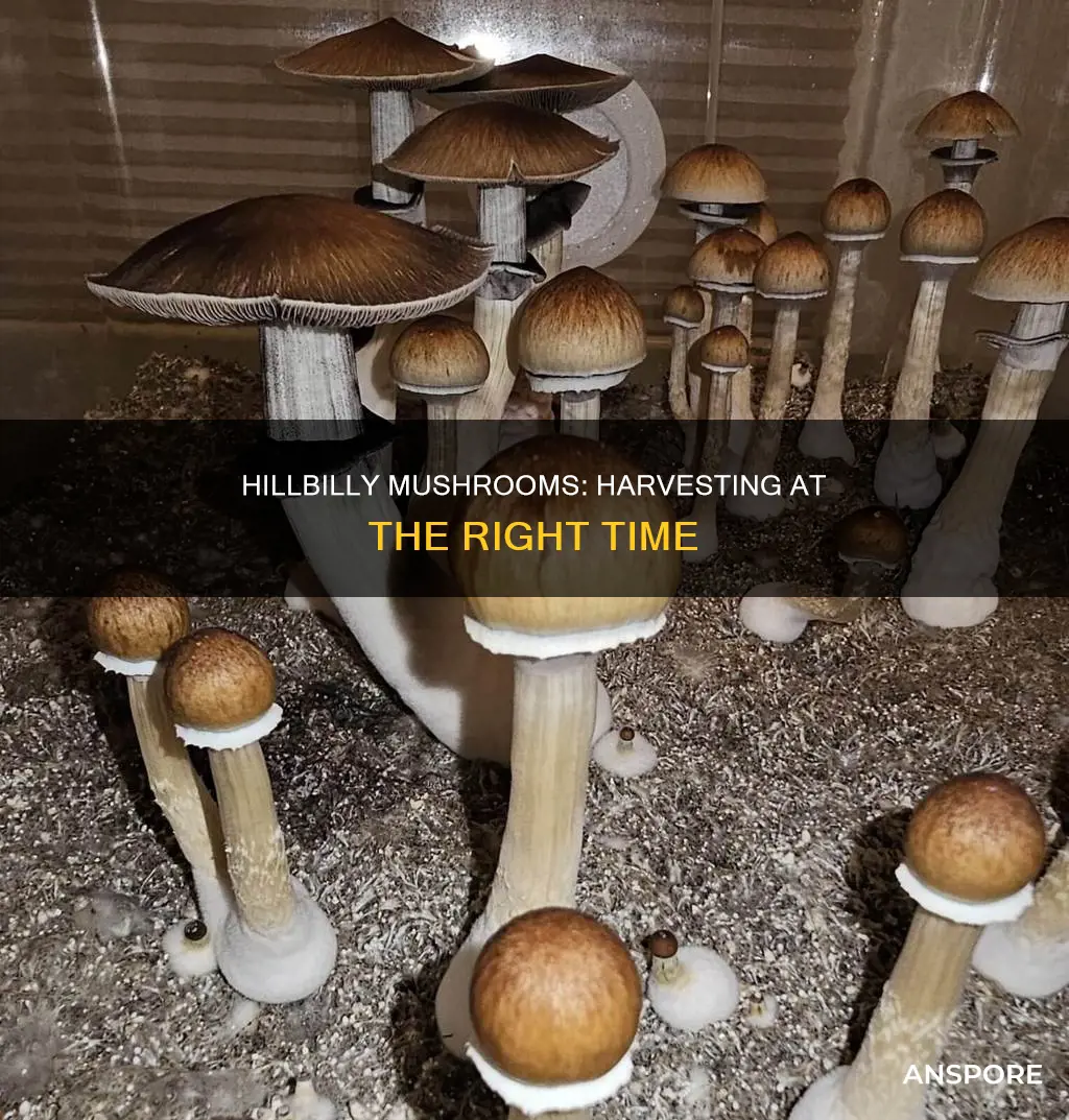 when to harvest hillbilly mushrooms