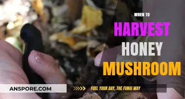 Honey Mushrooms: Best Time for Harvesting
