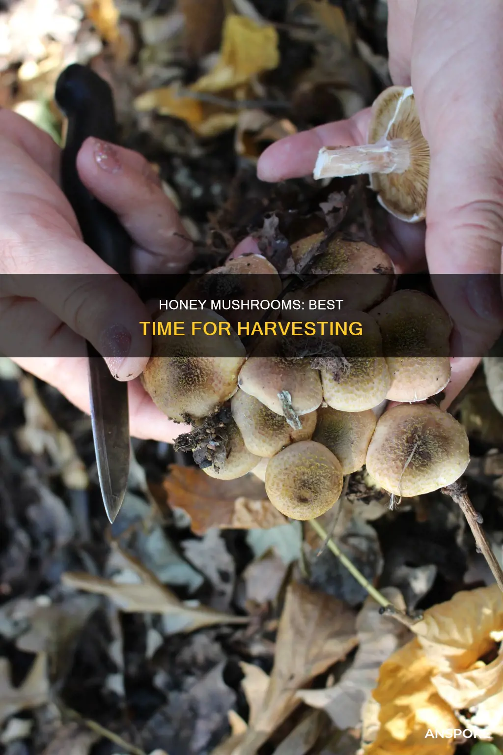 when to harvest honey mushrooms