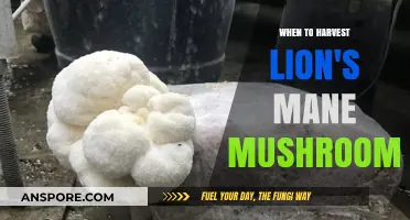 Perfect Timing: Harvesting Lion's Mane Mushrooms for Optimal Flavor and Texture