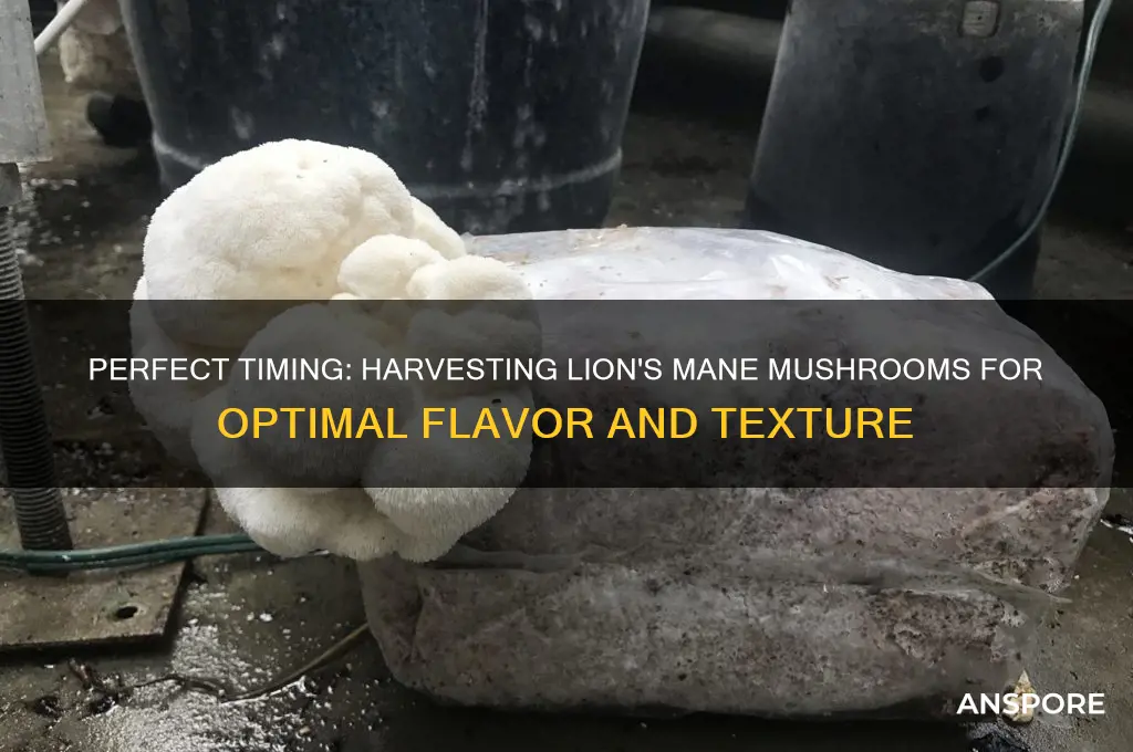 when to harvest lion