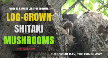 Harvesting Logs for Shiitake Mushrooms: Optimal Timing for Growth