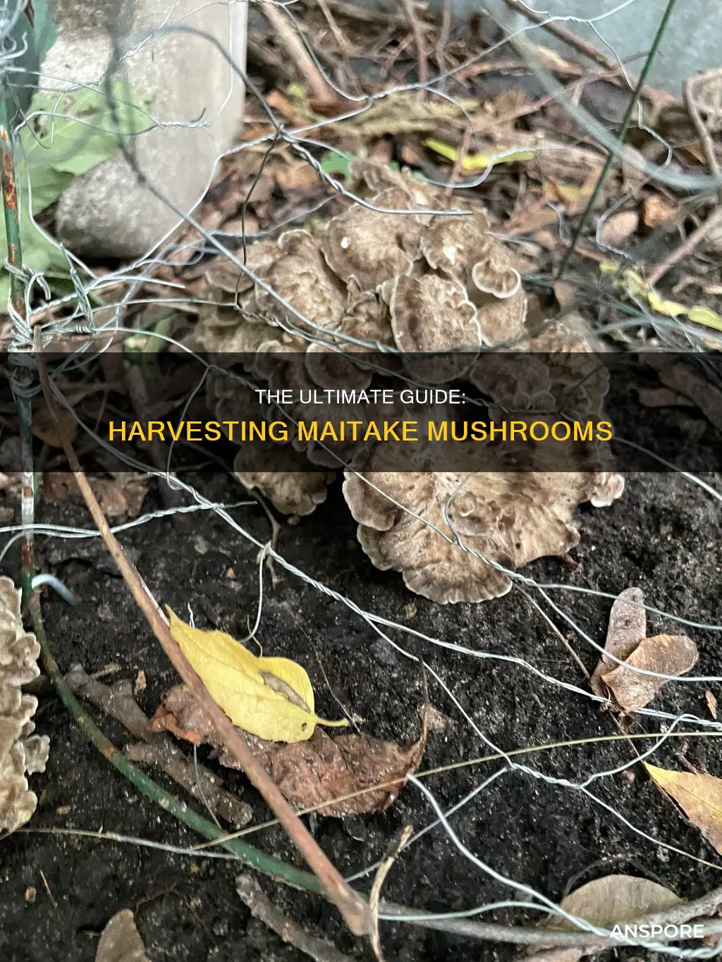 when to harvest maitake mushrooms
