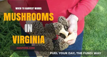 Virginia Morel Mushroom Harvest: Timing Tips for Peak Season Success